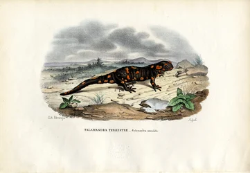 Salamandre de feu, 1863-79